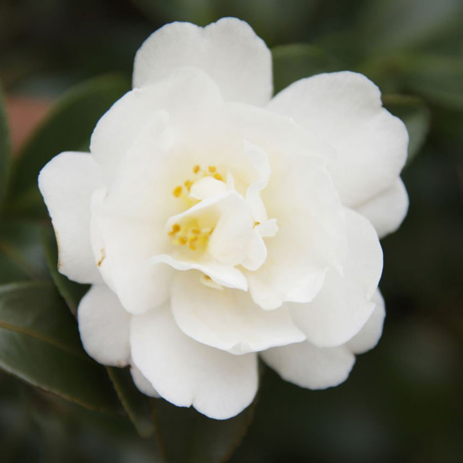 Camelias Blancas