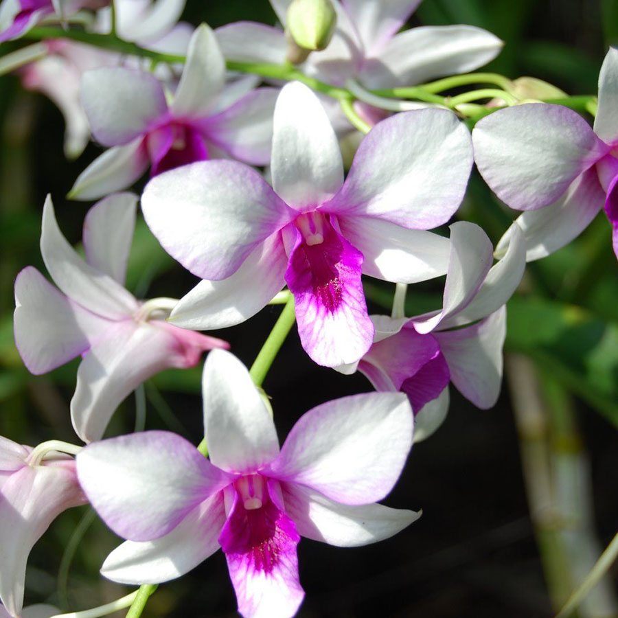 Orquídea Morada