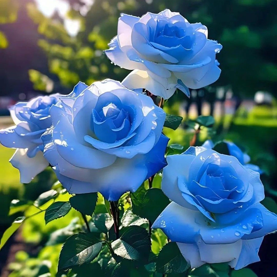 Rosas Azules